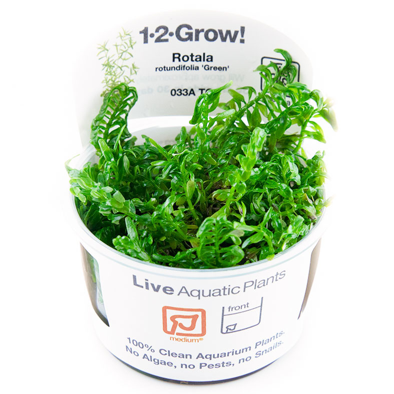 Rotala rotundifolia Green - 1-2-Grow!