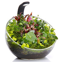 Wabi-kusa