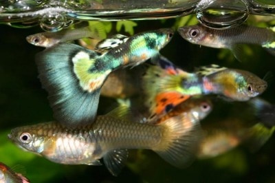 Guppy voer, zo worden de vissen goed gevoerd