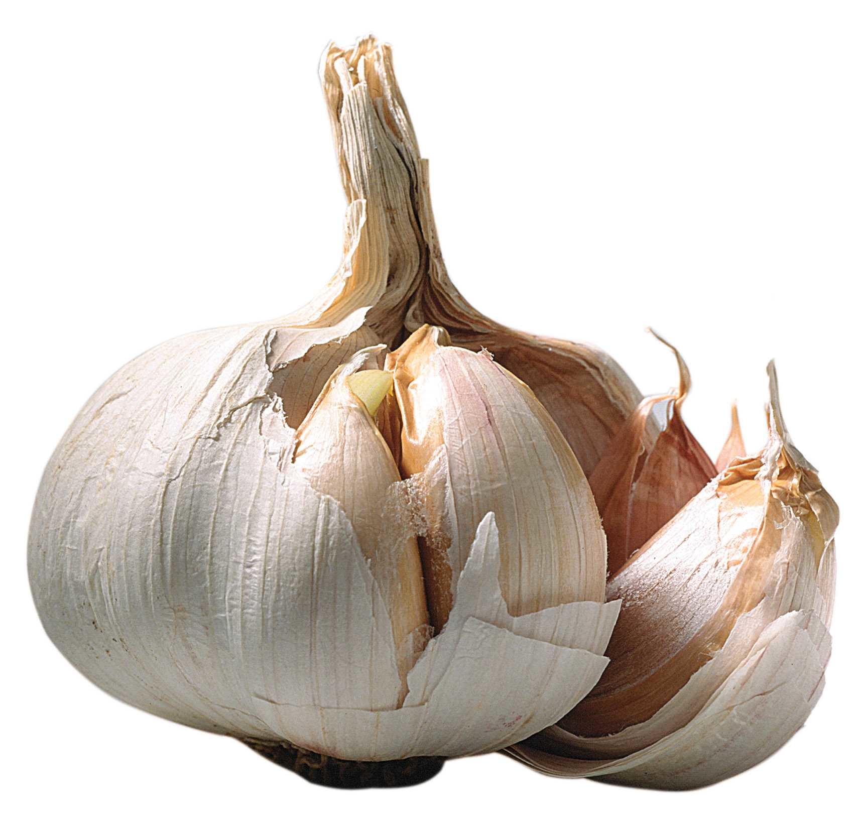 Dr. Bassleer Biofish Food Garlic