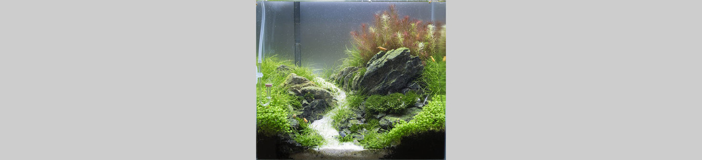 Hoe start je een nano garnalen aquarium op?