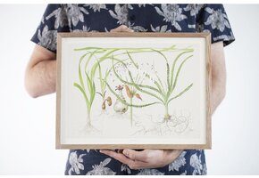 Tropica Art Poster Crinum 40x30cm