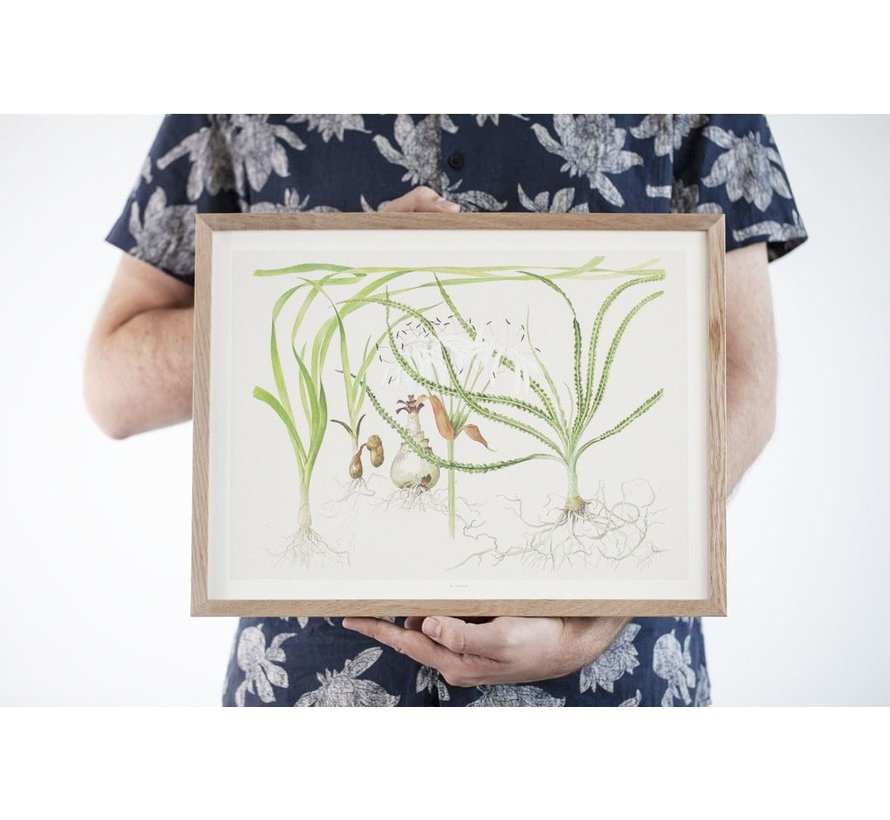 Tropica Art Poster Crinum 40x30cm