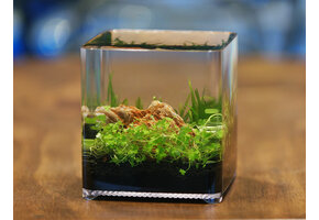 Ziss Aqua ZT-14 Betta box - nano aquarium -  2,4 liter