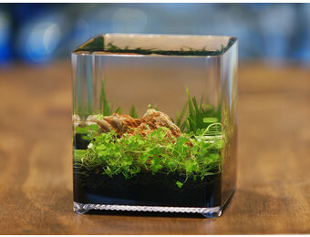 Ziss Aqua ZT-14 Betta box - nano aquarium -  2,4 liter