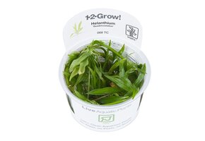 Restplant - Helanthium Quadricostatus - 1-2-GROW!