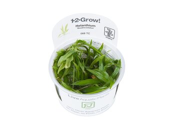 Restplant - Helanthium Quadricostatus - 1-2-GROW!