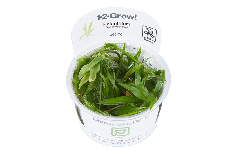 Restplant - Helanthium Quadricostatus - 1-2-GROW!