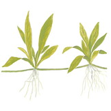 Restplant - Helanthium Quadricostatus - 1-2-GROW!
