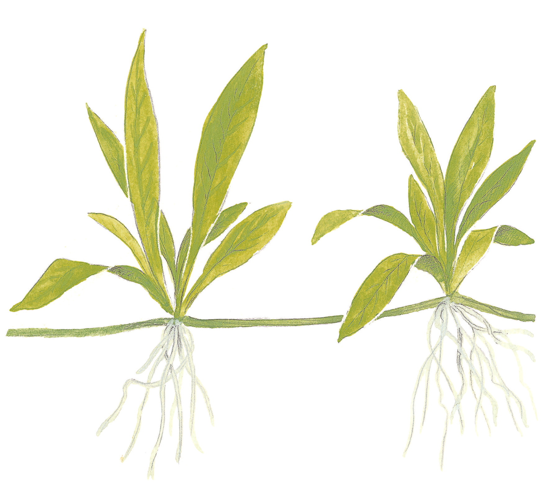 Restplant - Helanthium Quadricostatus - 1-2-GROW!