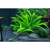 Restplant - Helanthium Quadricostatus - 1-2-GROW!