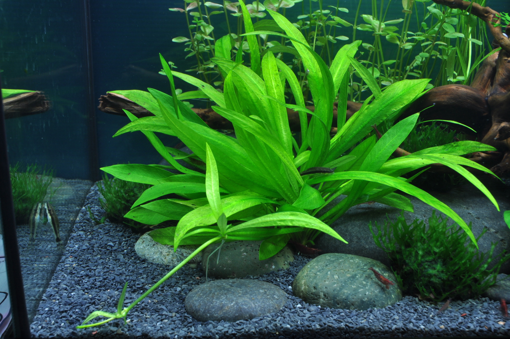 Restplant - Helanthium Quadricostatus - 1-2-GROW!