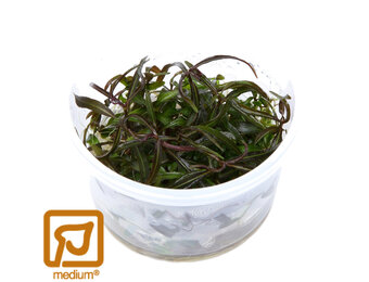 Restplant - Hygrophila lancea Araguaia - 1-2-Grow!