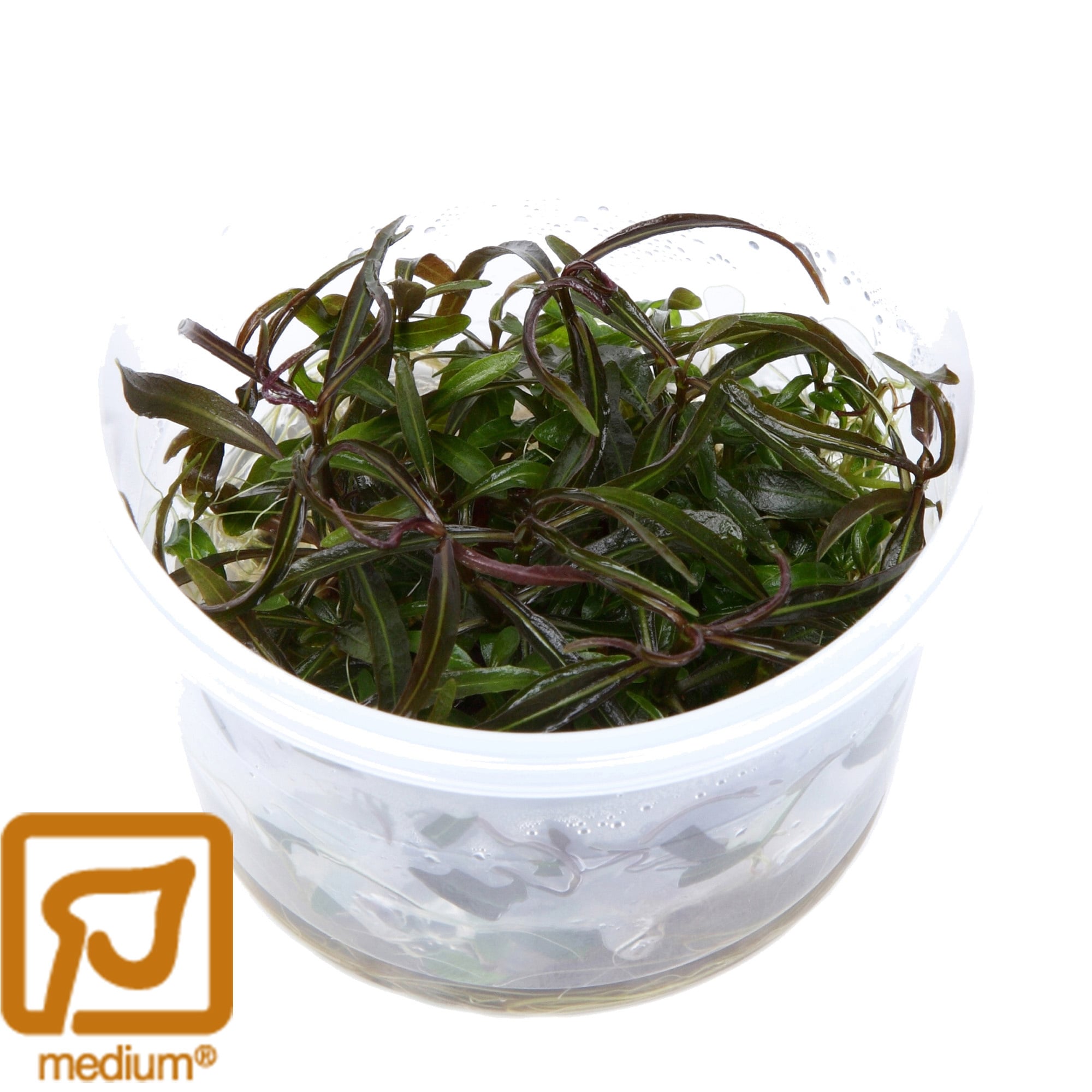 Restplant - Hygrophila lancea Araguaia - 1-2-Grow!