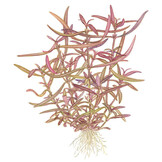 Restplant - Hygrophila lancea Araguaia - 1-2-Grow!