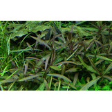 Restplant - Hygrophila lancea Araguaia - 1-2-Grow!