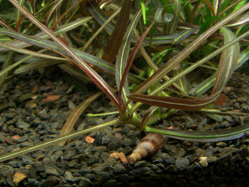 Restplant - Hygrophila lancea Araguaia - 1-2-Grow!
