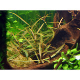 Restplant - Hygrophila lancea Araguaia - 1-2-Grow!