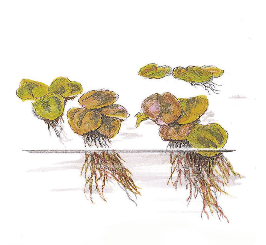 Phyllanthus fluitans - 1-2-Grow!