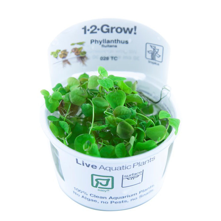 Phyllanthus fluitans - 1-2-Grow!