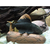 Pleco Ceramics Pleco Cave Large