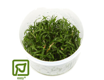 Restplant - Lilaeopsis brasiliensis - 1-2-Grow!