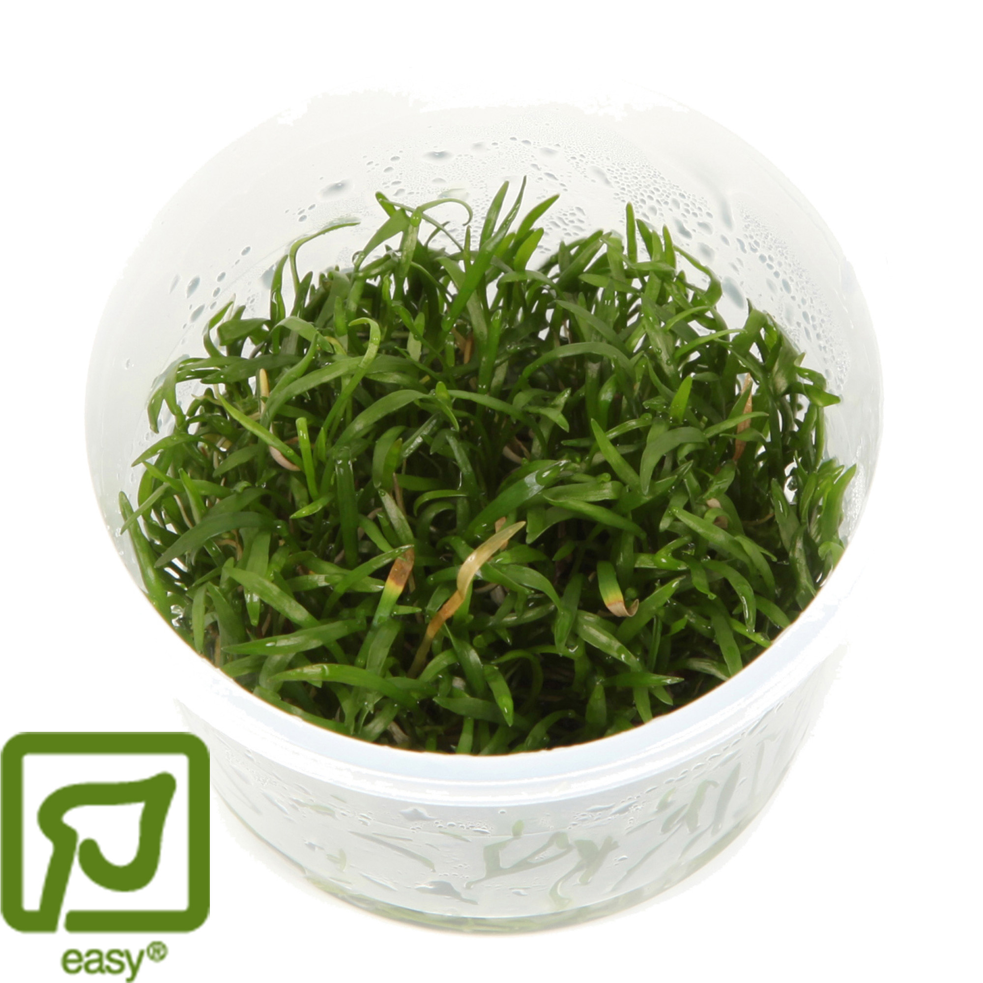 Restplant - Lilaeopsis brasiliensis - 1-2-Grow!