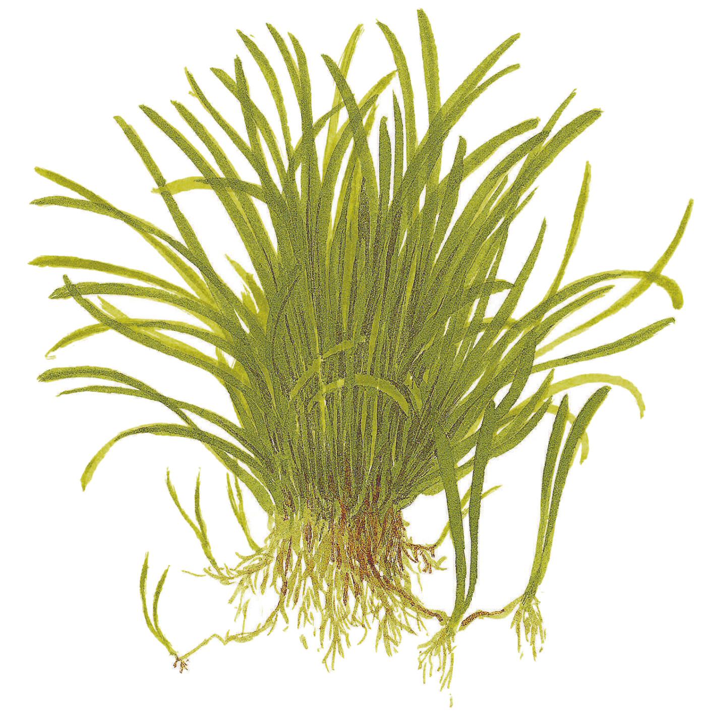 Restplant - Lilaeopsis brasiliensis - 1-2-Grow!