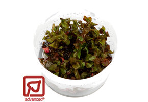 Restplant - Rotala macrandra - 1-2-Grow!