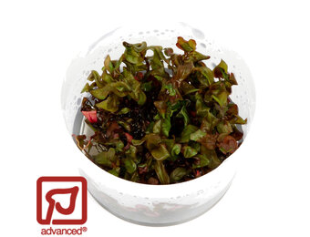 Restplant - Rotala macrandra - 1-2-Grow!