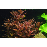 Restplant - Rotala macrandra - 1-2-Grow!