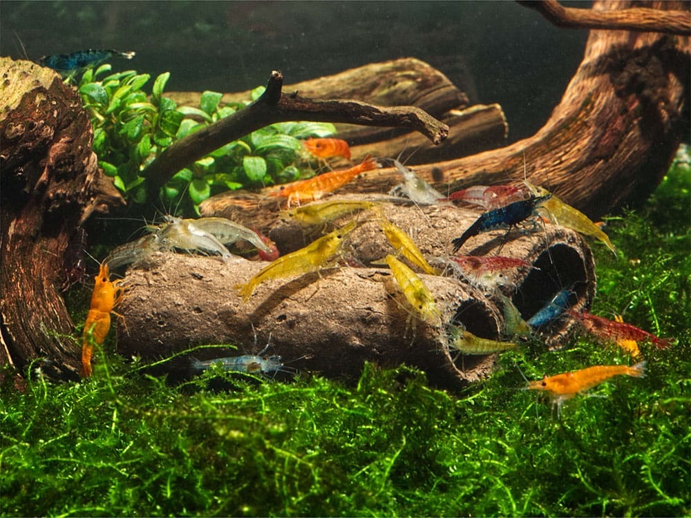 GlasGarten Crispy Caves/ eetbare holen - Maat S