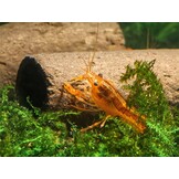 GlasGarten Crispy Caves/ eetbare holen - Maat S