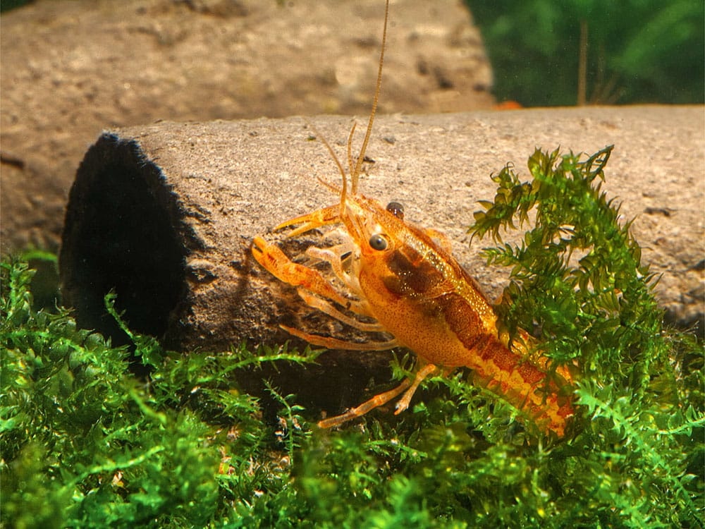 GlasGarten Crispy Caves/ eetbare holen - Maat S