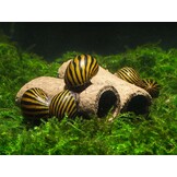 GlasGarten Crispy Caves/ eetbare holen - Maat S