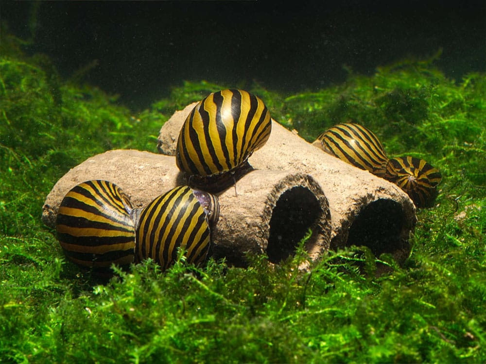 GlasGarten Crispy Caves/ eetbare holen - Maat M