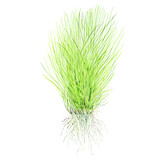 Eleocharis acicularis - 1-2-Grow!