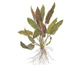 Restplant - Cryptocoryne undulatus Red - 1-2-GROW!