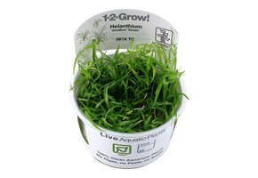 Restplant - Helanthium tenellum Green - 1-2-GROW!