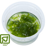 Restplant - Monosolenium tenerum - 1-2-Grow!