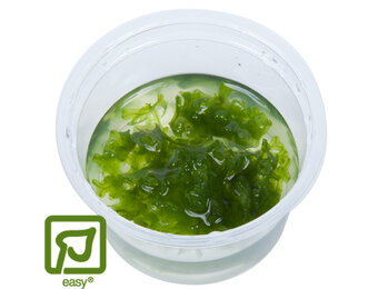 Restplant - Monosolenium tenerum - 1-2-Grow!