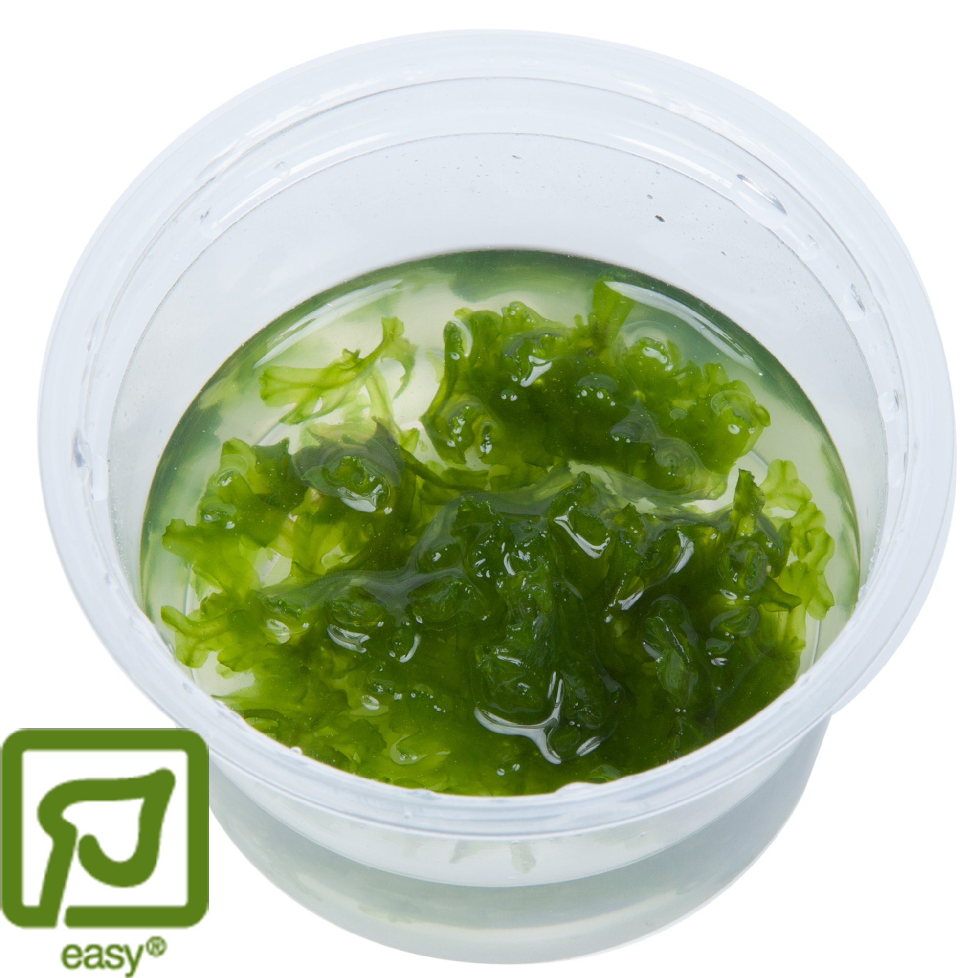 Restplant - Monosolenium tenerum - 1-2-Grow!