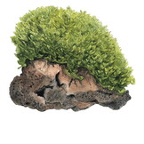 Restplant - Monosolenium tenerum - 1-2-Grow!