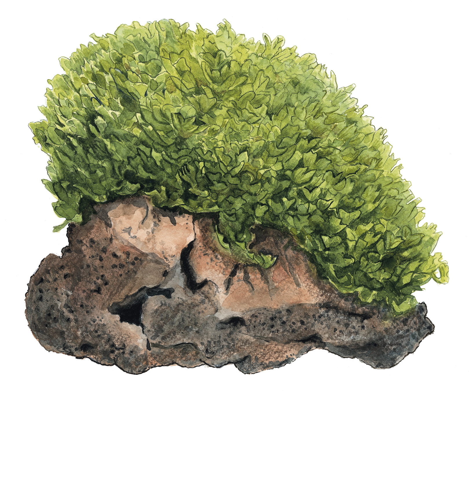 Restplant - Monosolenium tenerum - 1-2-Grow!