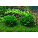 Restplant - Monosolenium tenerum - 1-2-Grow!