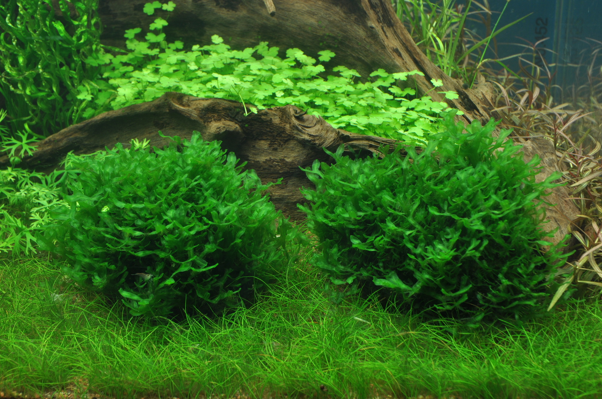 Restplant - Monosolenium tenerum - 1-2-Grow!