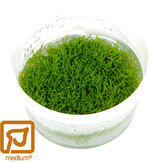 Restplant - Riccia fluitans - 1-2-Grow!
