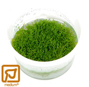 Tropica Restplant - Riccia fluitans - 1-2-Grow!