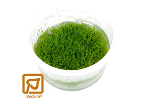 Restplant - Riccia fluitans - 1-2-Grow!