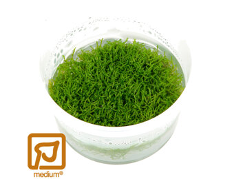 Restplant - Riccia fluitans - 1-2-Grow!